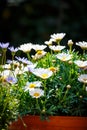 White daisies in terracotta pots in the garden Royalty Free Stock Photo