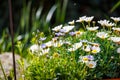 White daisies in terracotta pots in the garden Royalty Free Stock Photo