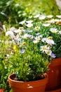 White daisies in terracotta pots in the garden Royalty Free Stock Photo