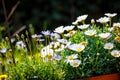 White daisies in terracotta pots in the garden Royalty Free Stock Photo