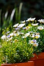 White daisies in terracotta pots in the garden Royalty Free Stock Photo