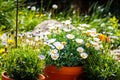 White daisies in terracotta pots in the garden Royalty Free Stock Photo