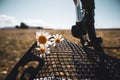 White daisies on a vintage bicycle basket in a meadow, field in summer. Travelling by bike in a summertime. Small Royalty Free Stock Photo
