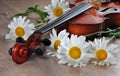 White daisies and a violin on a wooden table. flowers and violin. bouquet of daisies and vintage violin close up. Royalty Free Stock Photo