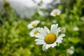 White Daisies White flowers meadow in the mountains Royalty Free Stock Photo