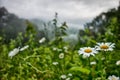 White Daisies White flowers meadow in the mountains Royalty Free Stock Photo