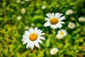 White Daisies White flowers meadow in the mountains Royalty Free Stock Photo