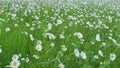 White daisies in wind swaying. White soft petals swaying in the wind on the background of green meadow. Slow motion. Royalty Free Stock Photo