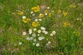 Field full of wildflowers