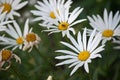 WHITE DAISIES WITH YELLOW CENTRES IN A GARDEN IN SUMMER