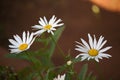 WHITE DAISIES WITH YELLOW CENTRES IN A GARDEN