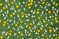 White daisies and yellow dandelions