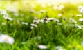 White daisies with yellow middle on the field on a sunny day. Royalty Free Stock Photo