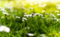 White daisies with yellow middle on the field on a sunny day. Abstract Spring Landscape Royalty Free Stock Photo