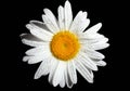 White daisy Royalty Free Stock Photo