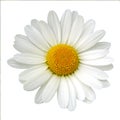 White daisy Royalty Free Stock Photo