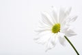 White daisy