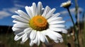 A White Daisy Against A Blue Sky. Generative AI Royalty Free Stock Photo