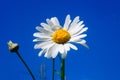 White Daisy against blue sky, shallow depth of field Royalty Free Stock Photo