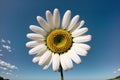 A white daisy against a clear blue sky Royalty Free Stock Photo