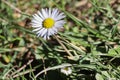 White Daisy in Aydos Forest Royalty Free Stock Photo