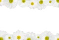 White daisy background Royalty Free Stock Photo