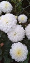 White daisy with beautiful snow white petels Royalty Free Stock Photo