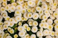 White Daisy Bellis flower background