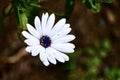 White daisy, Bellis perennis, with blue center, 1.