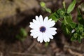 White daisy, Bellis perennis, with blue center, 4.