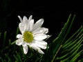 White Daisy, Black Background Royalty Free Stock Photo