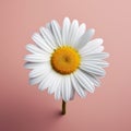 Hyper-realistic Daisy Render On Pink Background
