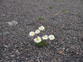 White daisy blooming on the rocks Royalty Free Stock Photo