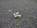 White daisy blooming on the rocks Royalty Free Stock Photo