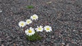 White daisy blooming on the rocks in spring Royalty Free Stock Photo