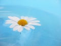 White Daisy on Blue Background