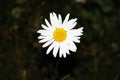 White daisy on a blurred background