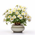 White Daisy Bonsai: Minimalistic Beauty In A Pot Royalty Free Stock Photo