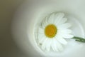 White daisy in a white bowl background. Love, Hope and strength concepts. Copy space Royalty Free Stock Photo