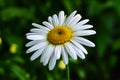 White daisy