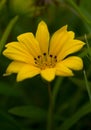 Daisy bushes or African daisies in africa