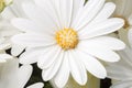 White Daisy Bushes Close Up