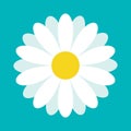 White daisy chamomile. Cute flower plant collection. Love card. Camomile icon Growing concept. Flat design. Green