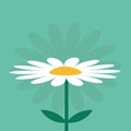 White daisy chamomile. Cute growing flower plant collection. Love card. Camomile icon. Flat design. Green background. .