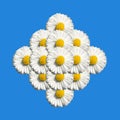 White Daisy, Chamomile Flower pattern on blue background