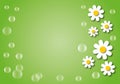 White daisy or chamomile flowers with bubbles and sunlight on green background, nature or spring and summer concept. Royalty Free Stock Photo