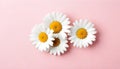 White daisy chamomile flowers on pale pink background. Creative lifestyle, summer, spring concept. Royalty Free Stock Photo