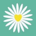 White daisy chamomile icon. Cute flower plant collection. Yellow heart center. Valentines day Love card. Camomile Growing concept Royalty Free Stock Photo
