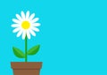 White daisy chamomile icon. Flower pot. Cute plant collection. Love card. Camomile Growing concept. Flat design. Bright blue backg Royalty Free Stock Photo