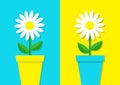 White daisy chamomile icon. Flower pot set. Cute plant collection. Love card. Camomile Growing concept. Flat design. Bright blue y